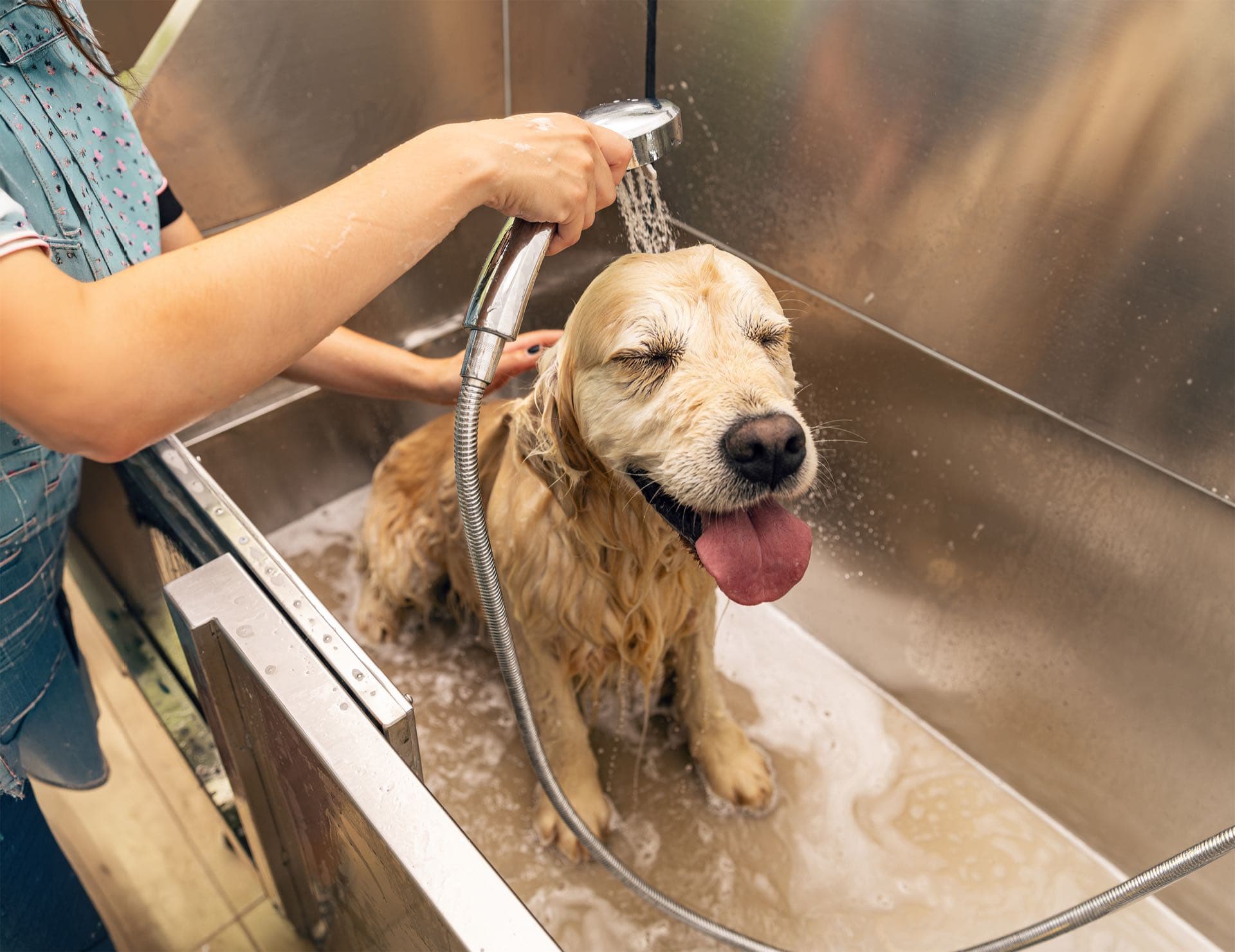 Unlimited Dog Wash · $30/month