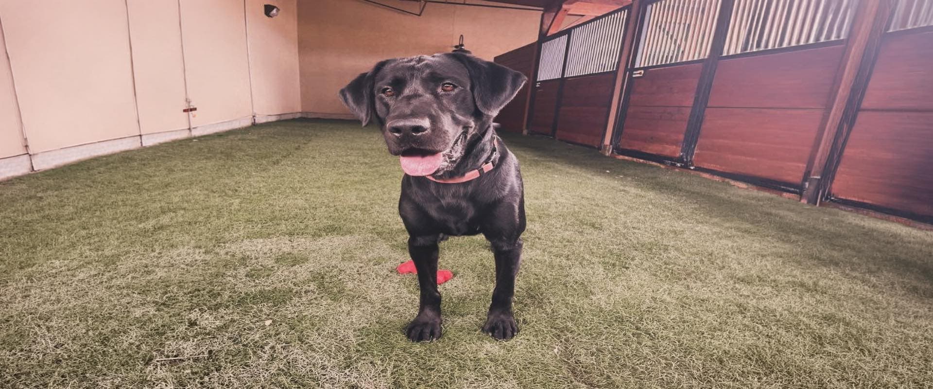 Dog Boarding · Starting at $45/night