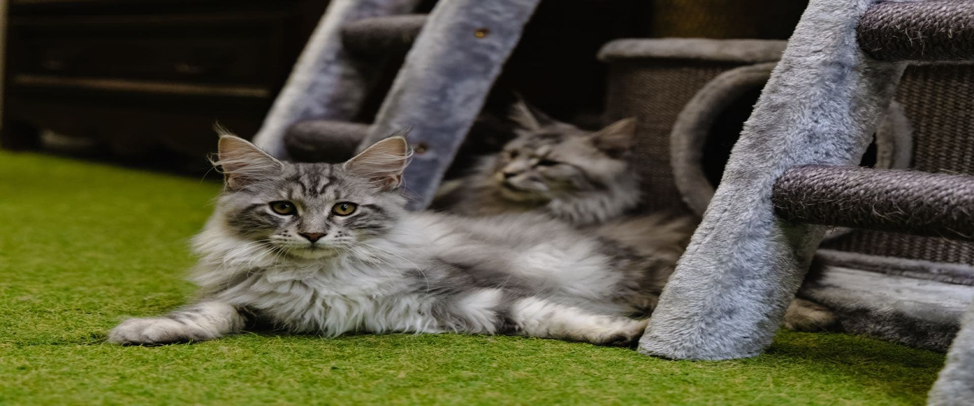 Cat Boarding · $35/night