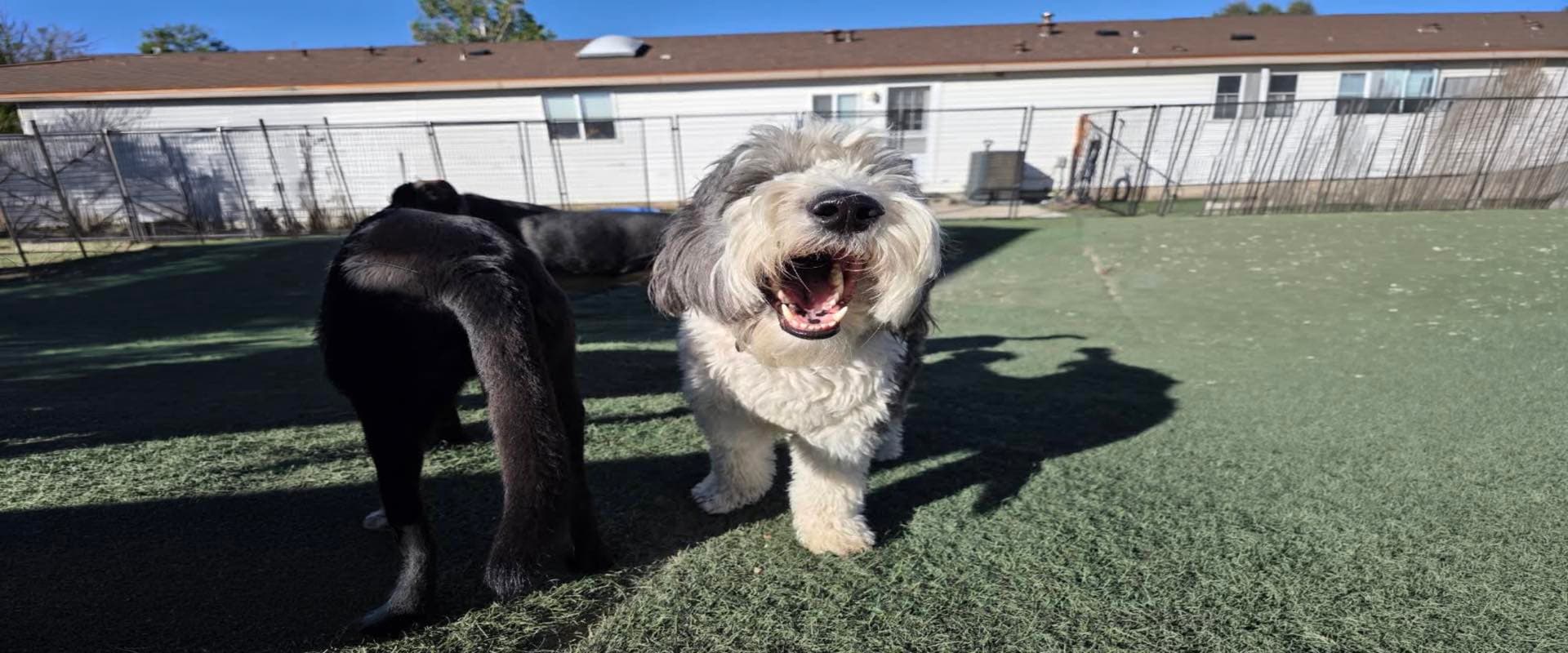 Dog Daycare · Starting at $30/day