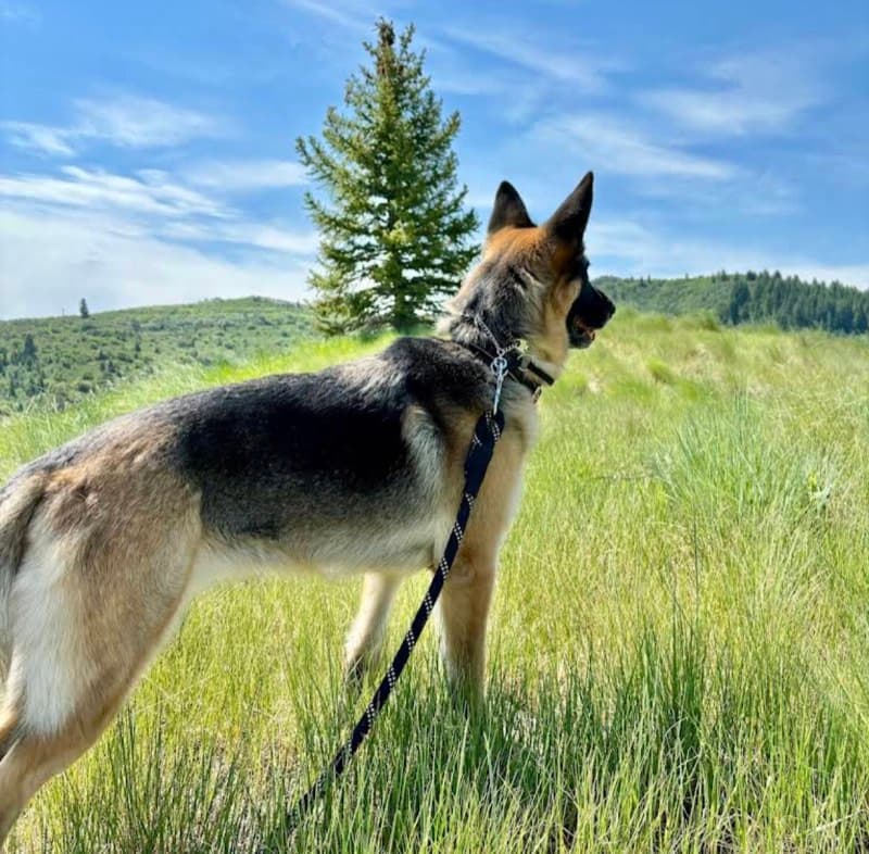 German Shepherd dog on leash in Utah mountain field during training