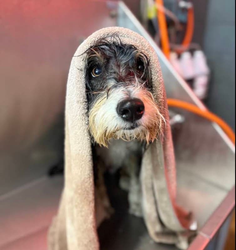 Dog wrapped in towel after professional bath at Rocky Mountain K9