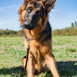 Recall 6-Day Dog Training in Park City