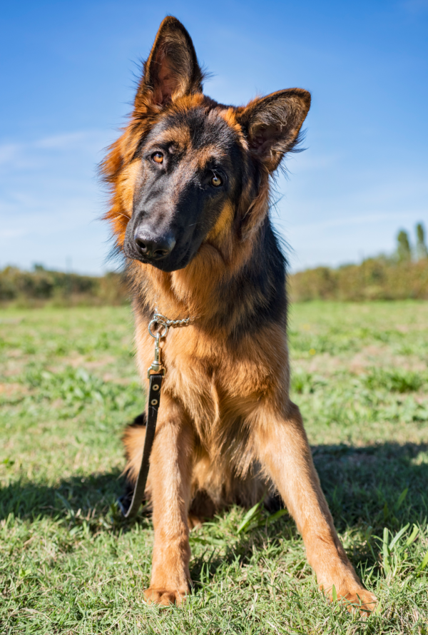 Recall 6-Day Dog Training in Park City