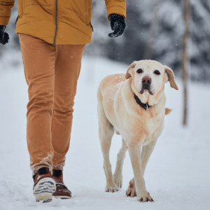 Advanced 30-Day Dog Training in Park City