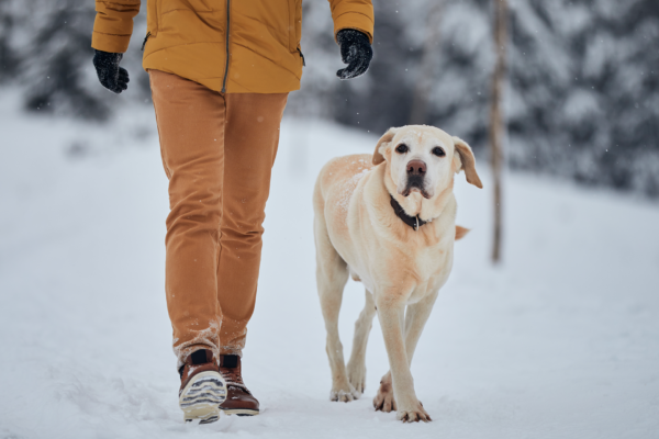 Advanced 30-Day Dog Training in Park City