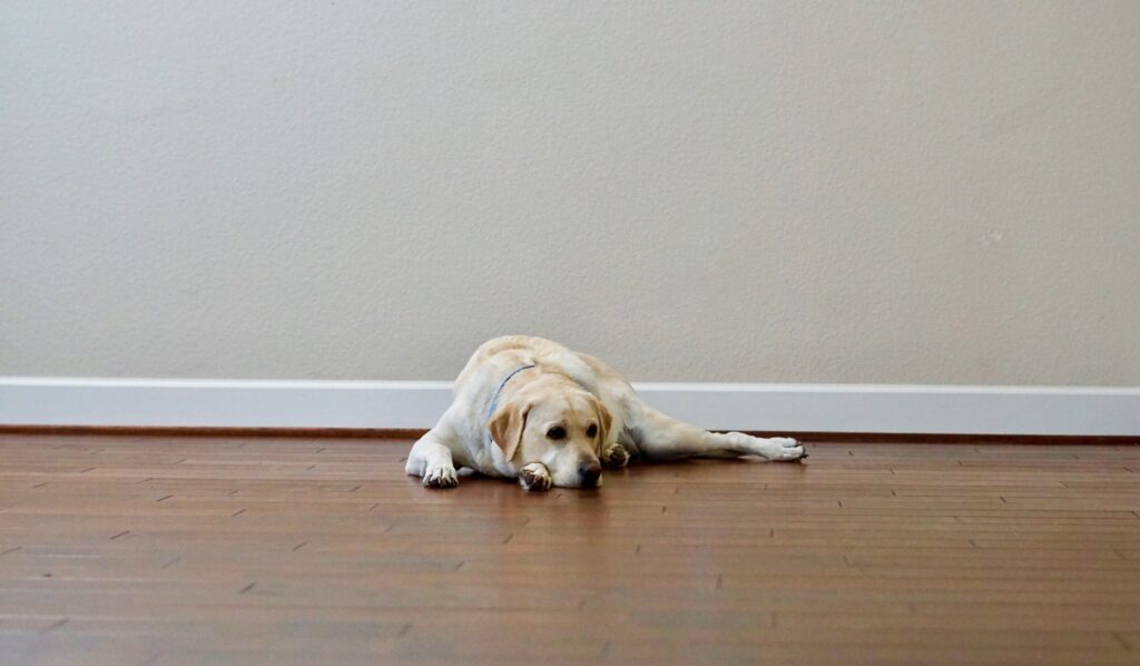 stressed-out-dog-laying-on-a-wooden-floor