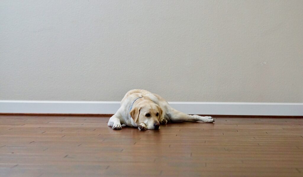 stressed-out-dog-laying-on-a-wooden-floor