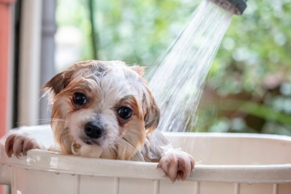 a cute dog is in a bath