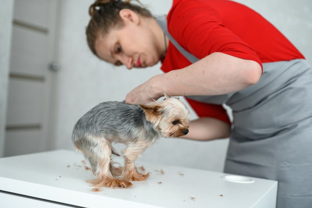 small dog gets a haircut