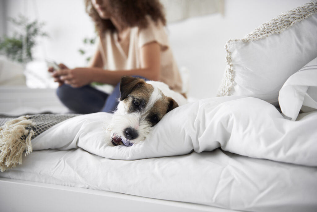 Puppy sleeping on bed