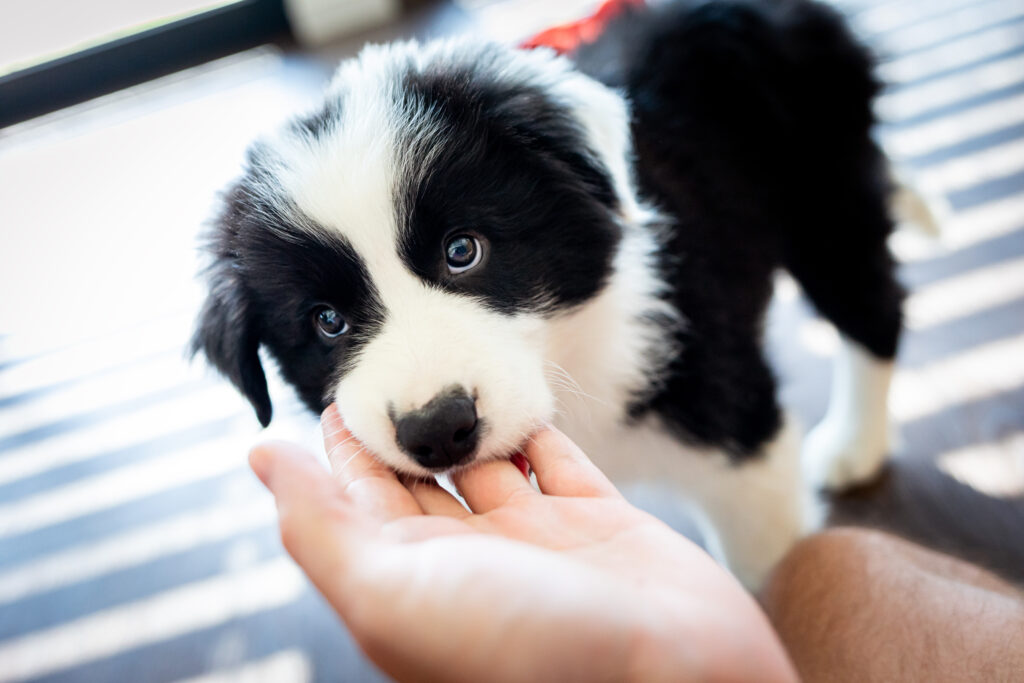 puppy biting hand of owner