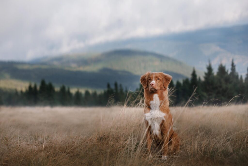 A dog in the mountains