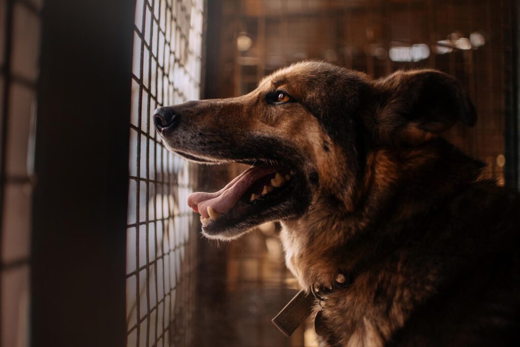 German Shepard looking outside