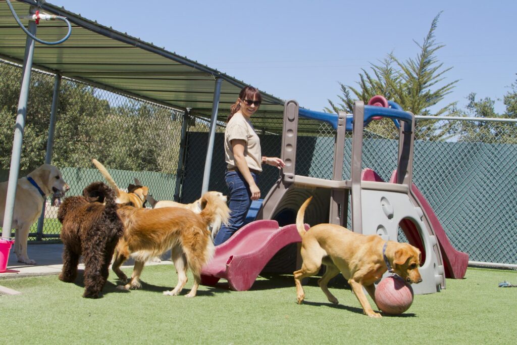 Dogs playing with ball and trainer outside with them