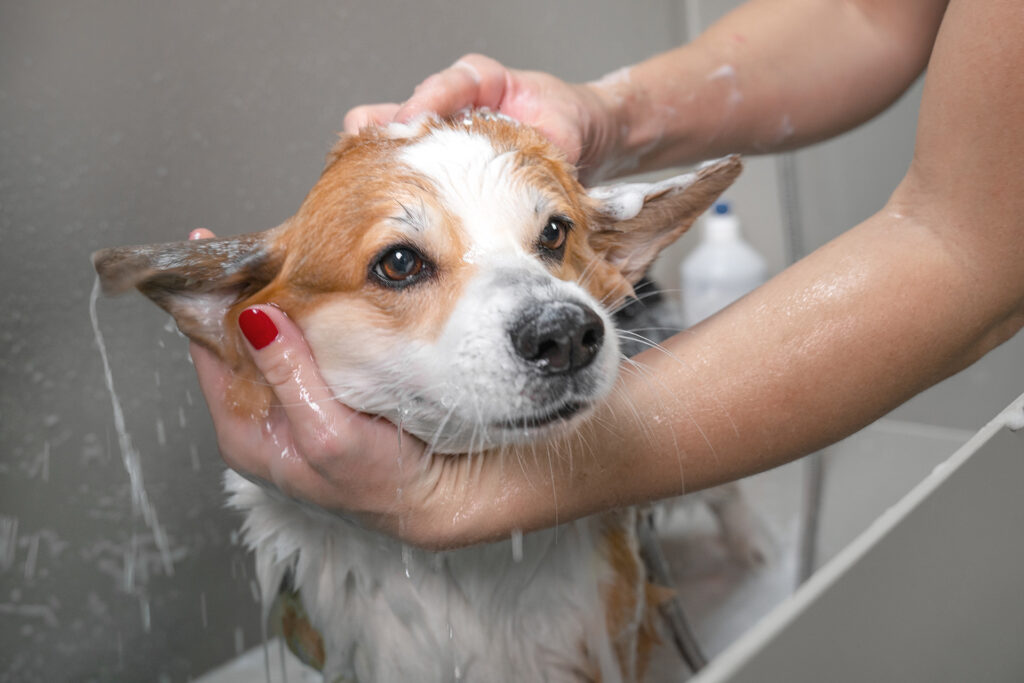 Dog getting bath