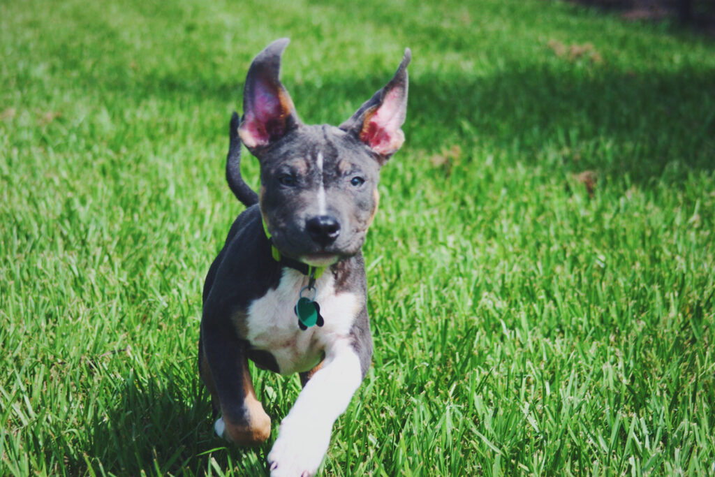 Dog running toward camera with ears flapping