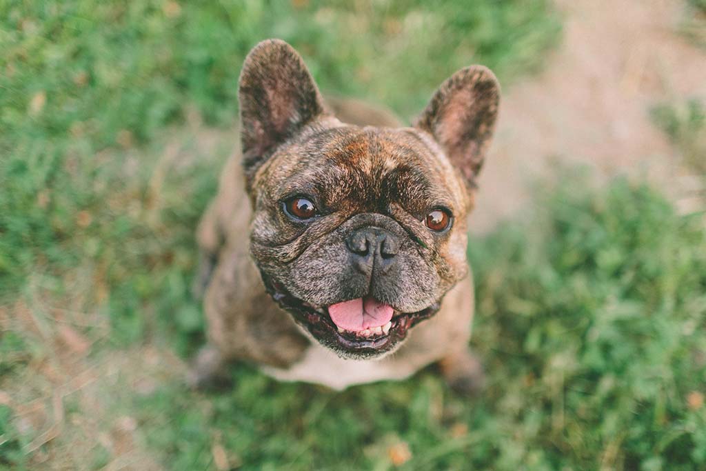 Dog looking up at camera smiling