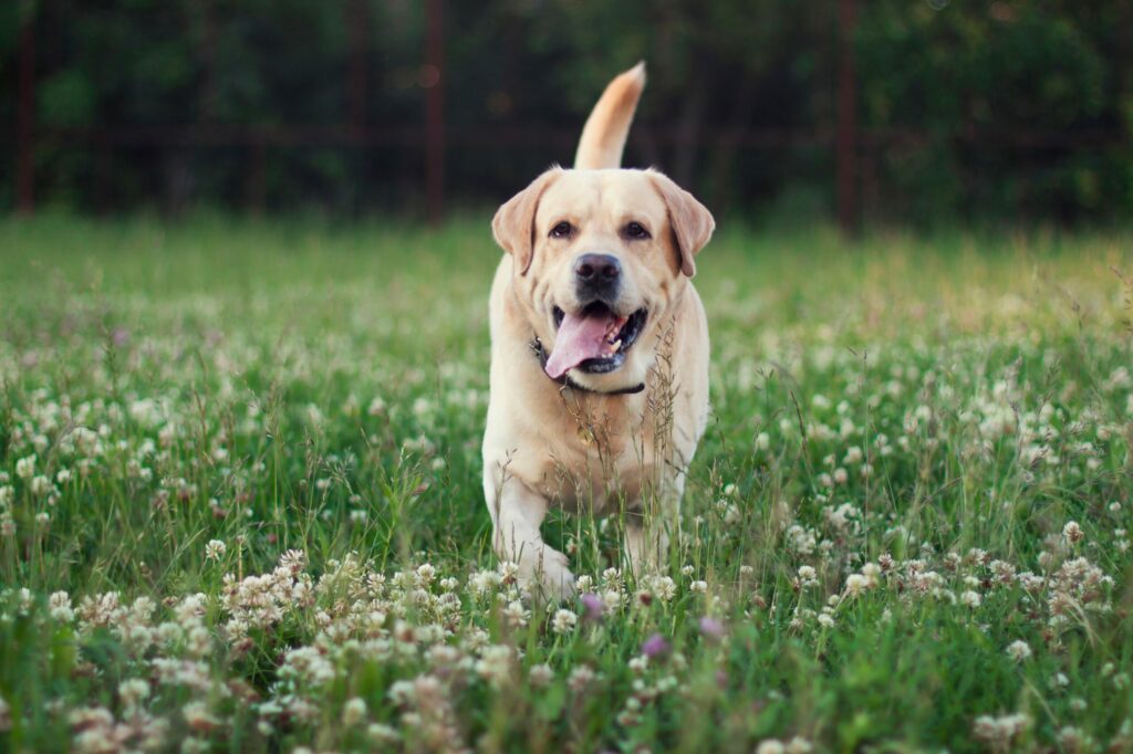 Dog running through flowers