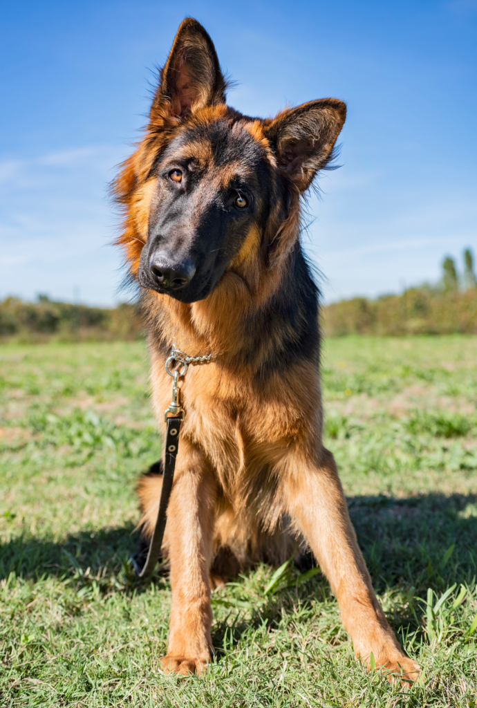 German shepherd in obedience training