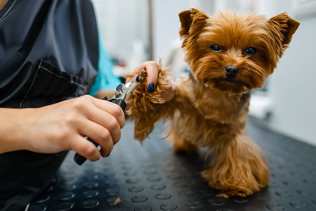 Groomer clipping dogs claws