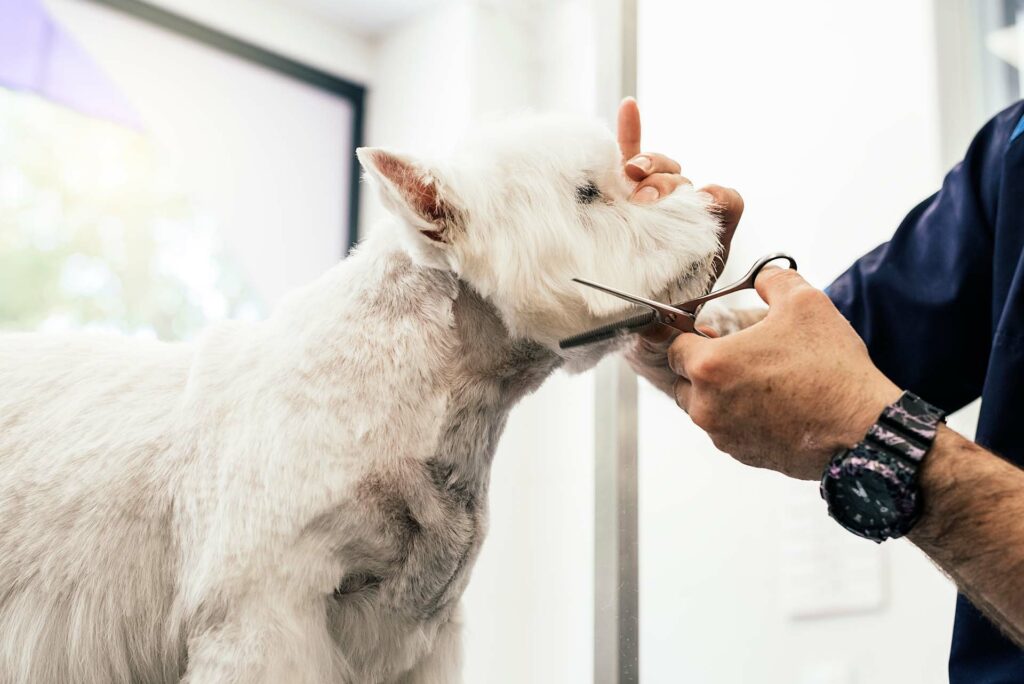 Dog getting fur trimmed