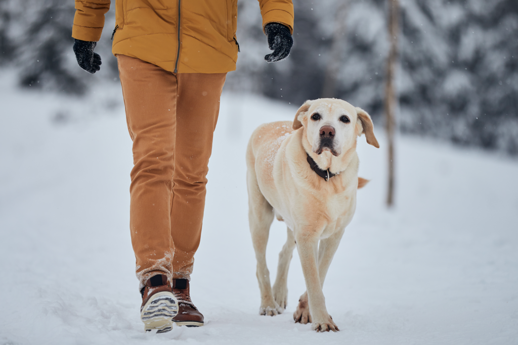 Labrador walking next to owner in snow