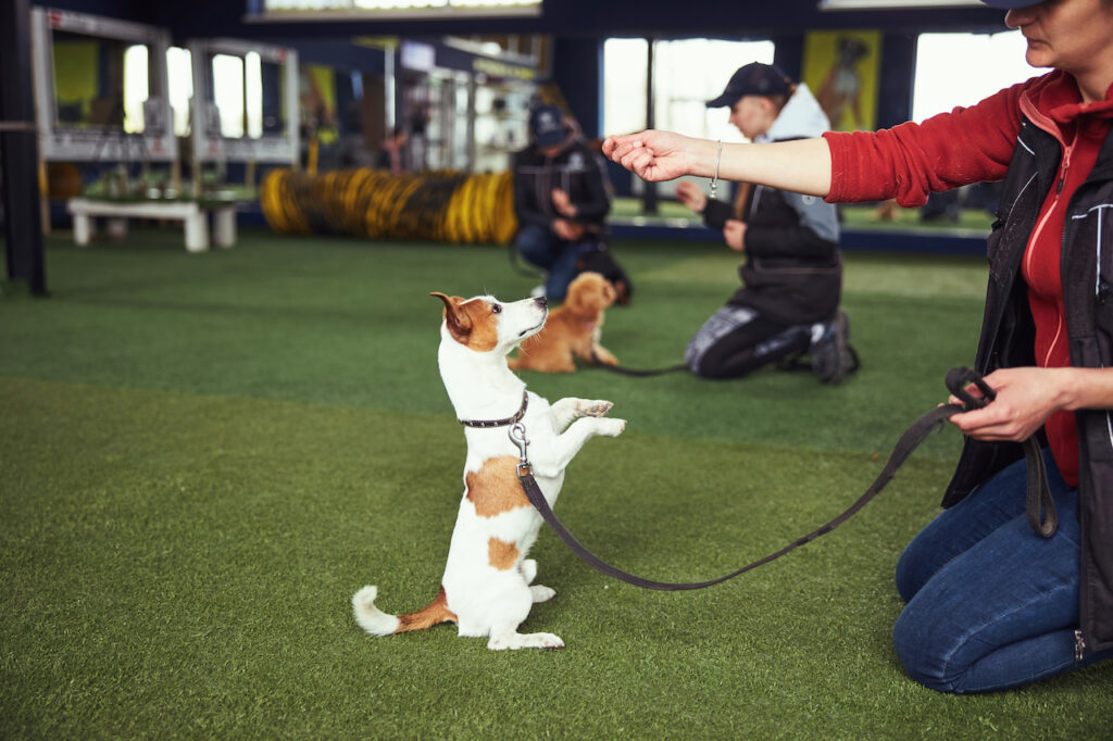 dog boot camp