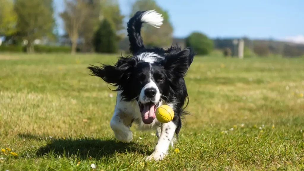 puppy board kamas